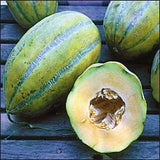 RARE Heirloom Organic Bidwell Casaba Melons, including a halved one, on a wooden surface
