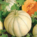 RARE HEIRLOOM Organic Charentais Melon  (Aka French Cantaloupe) with green leaves on a dark background