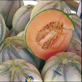 RARE HEIRLOOM Organic Charentais Melon (Aka French Cantaloupe) with a cut half showing its interior, surrounded by whole cantaloupes.