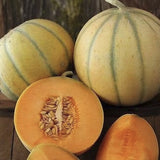 RARE HEIRLOOM Organic Charentais Melon (Aka French Cantaloupe) with one sliced open on a wooden surface