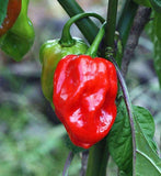 Heirloom Organic Red Scotch Bonnet Seeds (Aka Bonney Peppers, Caribbean Red Peppers) growing on a plant with green leaves