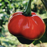 Heirloom Organic Red Scotch Bonnet Seeds (Aka Bonney Peppers, Caribbean Red Peppers) hanging from a plant with a blurred green background