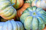 Assorted RARE Heirloom Organic Cinderella Pumpkin (Musquee De Provence Pumpkin, Fairytale pumpkins) including green, orange, and blue varieties.