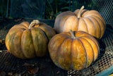 Three RARE Heirloom Organic Cinderella Pumpkin (Musquee De Provence Pumpkin, Fairytale pumpkin) on a wire surface with a blurred background