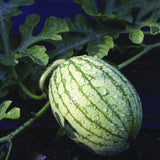 Young RARE Heirloom Organic Yellow Petite Watermelon with green rind and leaves on a dark background