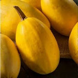 Organic Heirloom Spaghetti Squash on a dark background