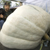 VERY RARE Heirloom Organic Giant Show Winner Pumpkin being held by a person with a dog inside a greenhouse.