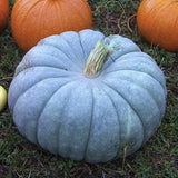 VERY RARE Heirloom Organic Giant Show Winner Pumpkin on grass with orange and yellow pumpkins in the background
