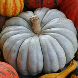 RARE Organic Heirloom Jarrahdale Pumpkin surrounded by other pumpkins with orange and red colors