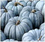 Blue RARE Organic Heirloom Jarrahdale Pumpkin with warty texture and small stems.