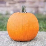 Heirloom Organic Cherokee Tan Bush Pumpkin on a stone surface with a blurred natural background
