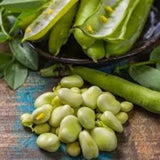 Heirloom Organic King Of The Garden Pole Bean Lima Beans on a wooden surface with leaves