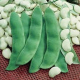 Heirloom Organic King Of The Garden Pole Bean Lima Bean on a red mesh background