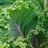 Close-up of Heirloom Organic Red Russian Kale