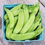 Organic Oregon Sugar Pod Pea in a blue container on a wooden surface