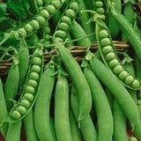 Heirloom Organic Lincoln Homesteader Peas on a plant with a pink flower in the background