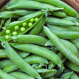 Basket filled with Heirloom Organic Lincoln Homesteader Pea and pods on a natural background