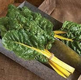 Bunch of Heirloom Organic Golden Sunrise Swiss Chard in a gray container on a brown surface