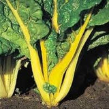 Close-up of a Heirloom Organic Golden Sunrise Swiss Chard with yellow stems growing in soil.