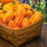 Basket of Heirloom Organic Orange Pepperoncini (Very Old Italian Peppers) on a wooden surface