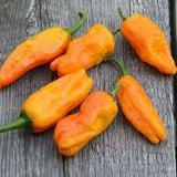 Heirloom Organic Orange Pepperoncini (Very Old Italian Peppers) on a wooden surface