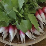 Bunch of Heirloom Organic French Dressing Radish with green leaves on a wooden surface