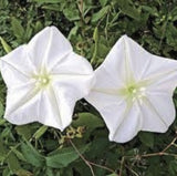 Heirloom Organic MoonFlower Vine with green leaves on a natural background