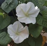 Whit Heirloom Organic Moon Flower Vine with green leaves on a blurred background