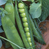 Heirloom Organic Easy Peasy Peas / English Pea in pods on a wooden surface with leaves