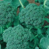 Close-up of fresh Heirloom Organic Broccoli De Cicco with leaves