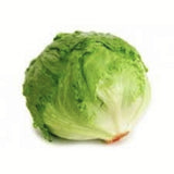 Heirloom Organic Great Lakes 118 Lettuce on a white background