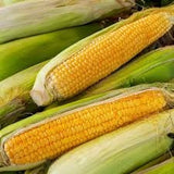 Close-up of Organic Early Sunglow Sweet Corn with green husks