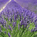 Field of Heirloom Organic English Lavender with a blurred background