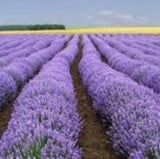 Row of lavender plants under a clear blue sky