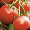Heirloom Organic Heirloom Organic Tumbler Tomatoes on a vine with a blurred green background