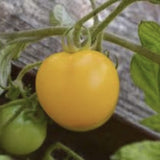 Organic Heirloom Yellow Perfection Tomato on a plant with green leaves