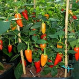 Garden with Heirloom Organic Santa Fe Hot Peppers