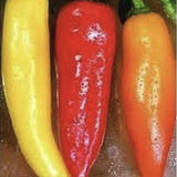 Three Heirloom Organic Santa Fe Hot Peppers on a white background