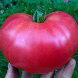 Hand holding a VERY RARE Organic Heirloom Rose De Summer Tomato against a green background
