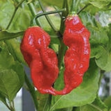GHOST PEPPER Pepper Seeds (Aka Naga Viper Chili, Snake Pepper, Bhut Jolokia Hot Pepper) growing on a plant with green leaves.