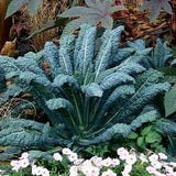  Toscano Kale / Tuscan Kale / Italian Kale / Dinosaur Kale / Cavolo Nero / Black Leaf ) in a garden setting