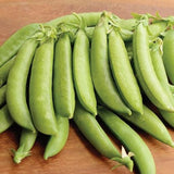 Heirloom Organic Sugar Daddy Stringless Peas on a wooden surface