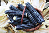 RARE  (NATIVE AMERICAN) Heirloom Organic Black Aztec Corn Seeds (Black Mexican Corn) Seeds on a bed of dried corn husks