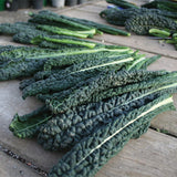 Heirloom Organic Black Magic Lacinato Kale on a wooden surface