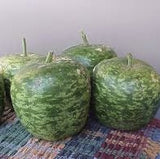 RARE Heirloom Organic Apple Gourd wrapped in plastic on a colorful fabric surface