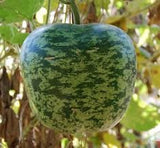 RARE Heirloom Organic Apple Gourd hanging on a vine