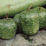 RARE Heirloom Organic Apple Gourds on a stone surface