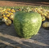 RARE Heirloom Organic Apple Gourda on a wooden surface with a field of smaller gourds in the background.