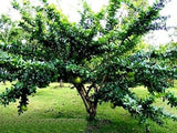 RARE Organic Heirloom Calabash Fruit Tree in a natural setting