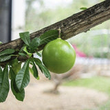 RARE Organic Heirloom Calabash Fruit Treehanging from a tree branch with a blurred background
